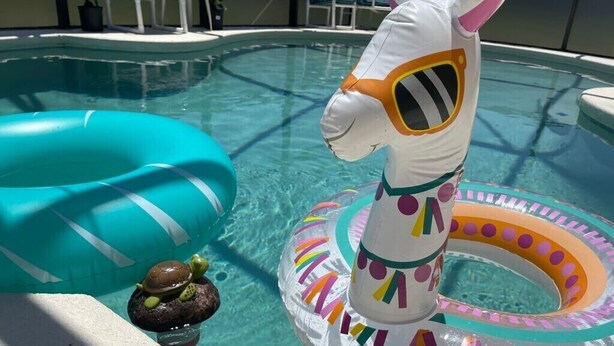 Una piscina con juguetes inflables, incluyendo una llama y una tortuga.