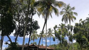 A tropical house surrounded by palm trees and lush greenery.