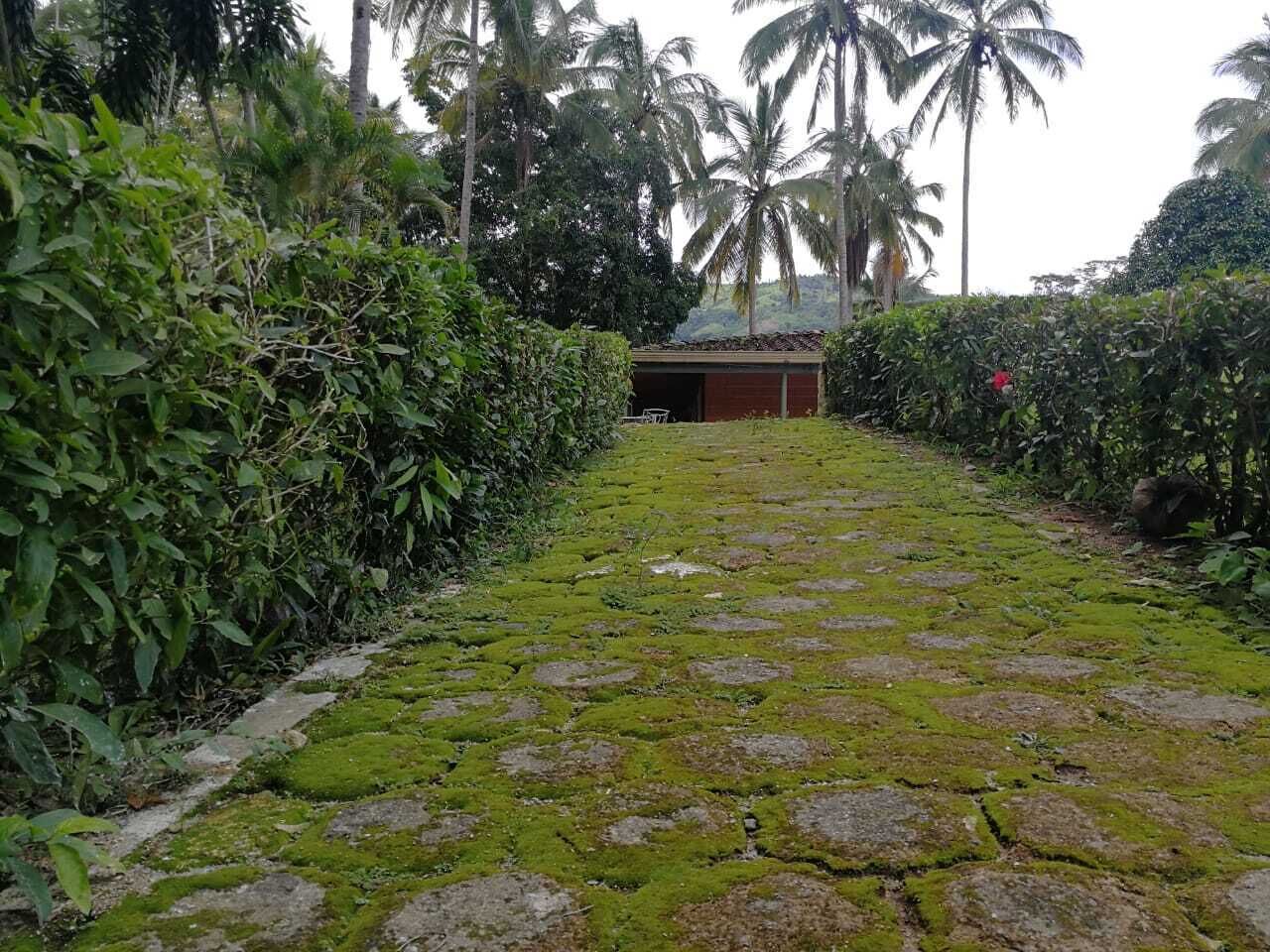 A pathway with a stone surface and moss growth, flanked by dense foliage and palm trees.