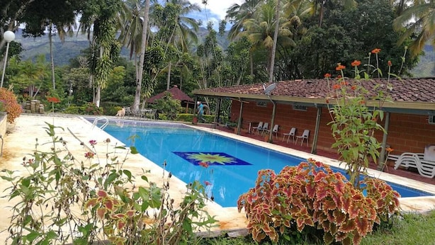 A swimming pool with a blue center, surrounded by lush greenery and palm trees.