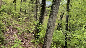 Una fitta foresta con alberi alti e fitta vegetazione.