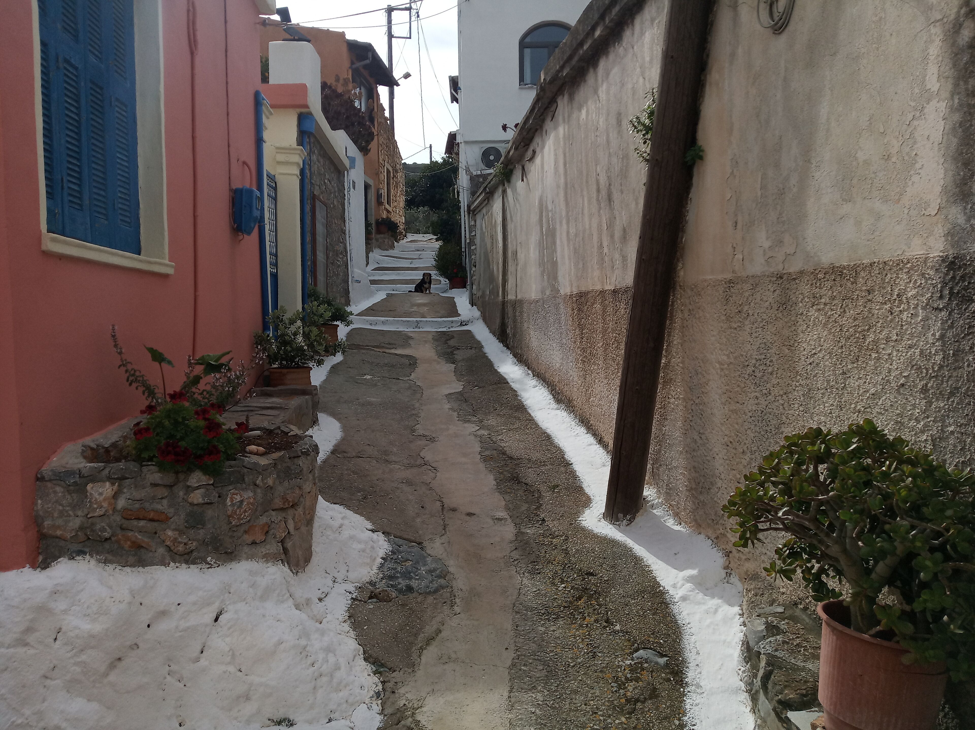 Un callejón estrecho flanqueado por edificios, con un perro al final y macetas a lo largo del sendero.