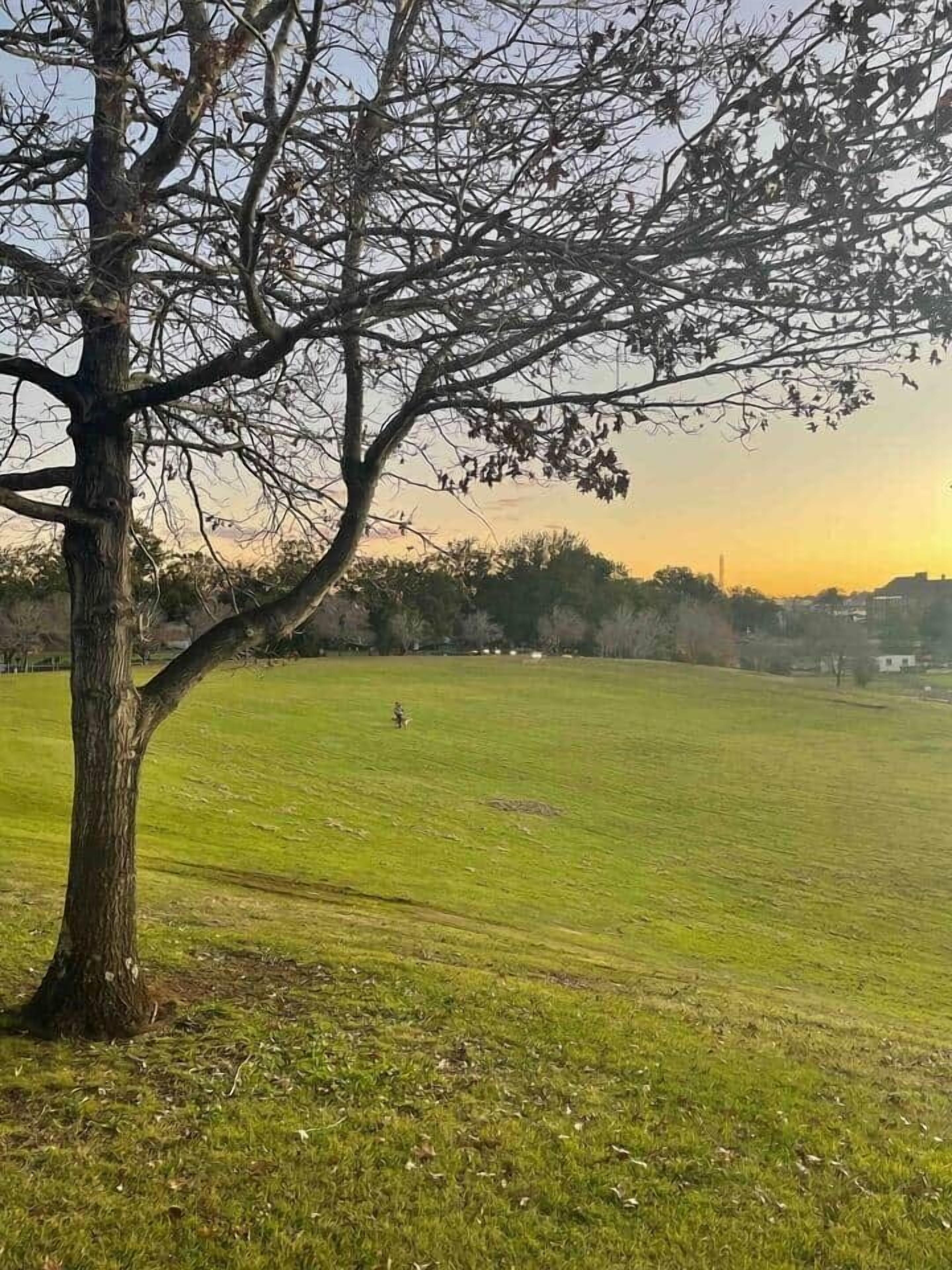 Um campo gramado com uma grande árvore em primeiro plano e um edifício ao longe.
