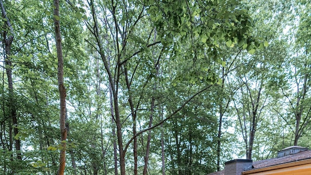 Une terrasse extérieure rustique, agrémentée d’un foyer en pierre, de bancs en bois et de guirlandes lumineuses.