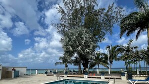 A swimming pool with lounge chairs and a palm tree.