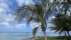 A beach with palm trees, a rocky shoreline, and a clear blue sky.