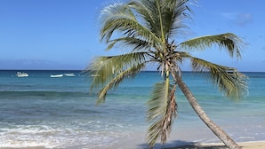 A beach with a palm tree, clear blue sky, and calm sea.