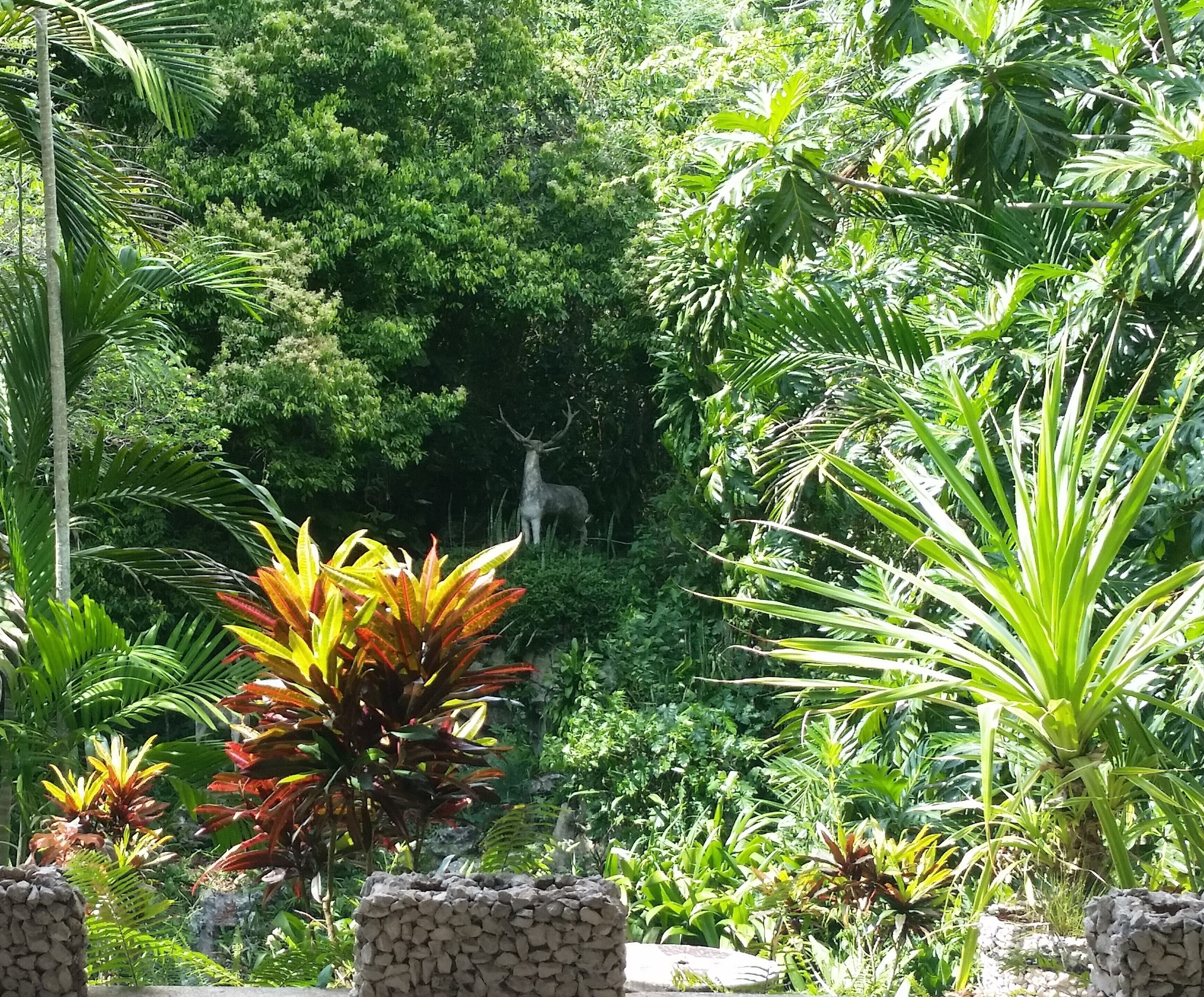 A lush garden with a variety of tropical plants and a deer statue.