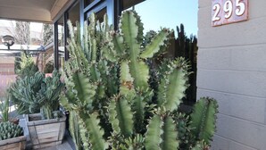 A cactus plant in front of a building with a number sign '295'.