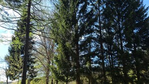 A forested area with tall trees and a grassy field. - Anemona House - Plitvice Lakes - 500 m  from  Big Waterfall (Plitvice Lakes)