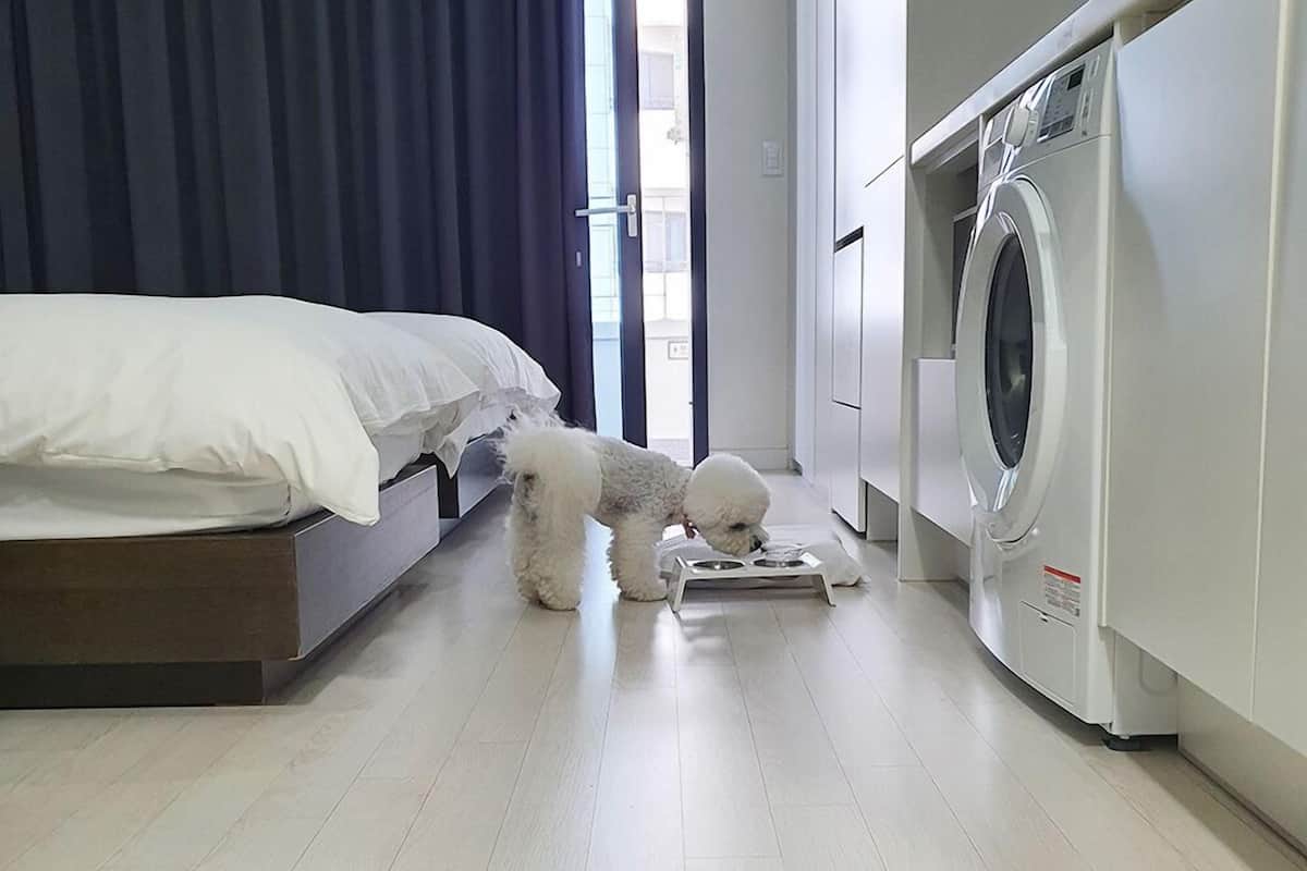 family twin room (below 6kg, 1 pet allowed) | 1 bedroom, down duvets, desk, soundproofing