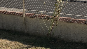 Une vue sur la côte, avec un voilier sur l’eau, une clôture et une plante au premier plan.