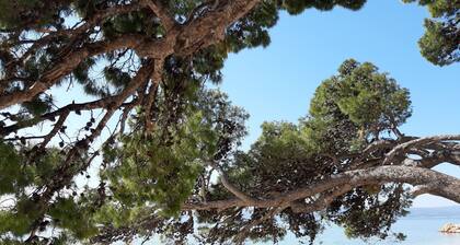 villa-dalmatina-zadar with pool