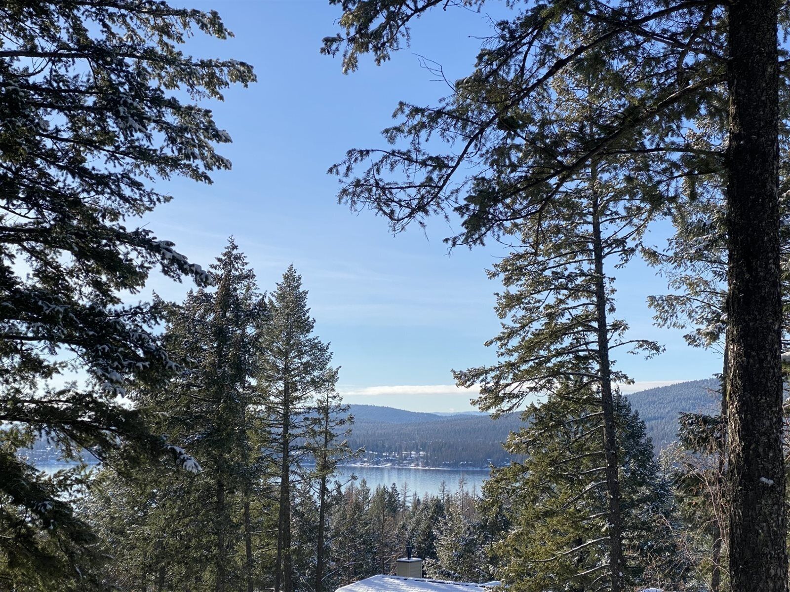 Ein bewaldetes Gebiet mit hohen Bäumen und einem See in der Ferne.