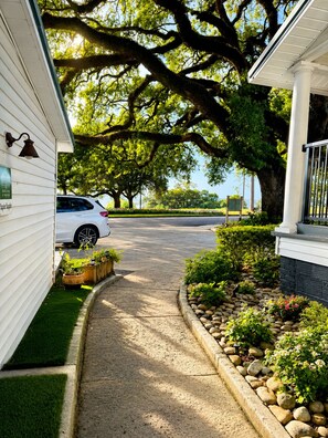 Property grounds - Mangrove -Red Mangrove (Fairhope)