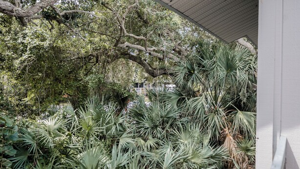 A garden with various plants and a tree.