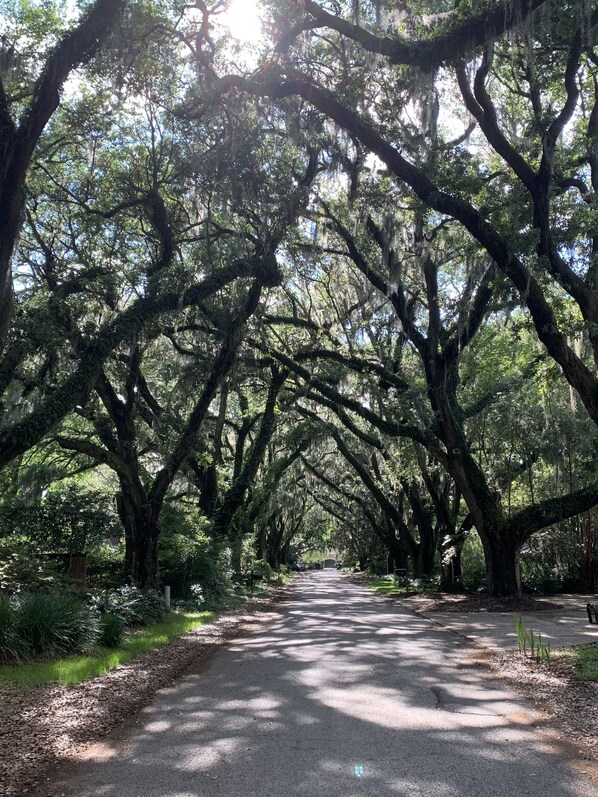 A tree-lined pathway in a park. - The Riverland Loft in Charleston, SC (Charleston)