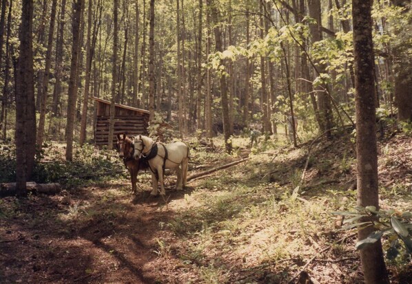 A rustic cabin in a forested area with a dirt path leading to it. - NC cabin for rent - Sanctuary at Big Pine (Marshall)