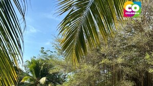 Une pelouse verdoyante et luxuriante, agrémentée de palmiers et d’un étang.