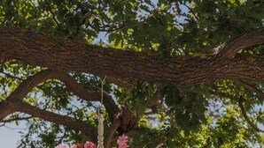 Una maceta colgante con flores frente a árboles y una masa de agua.