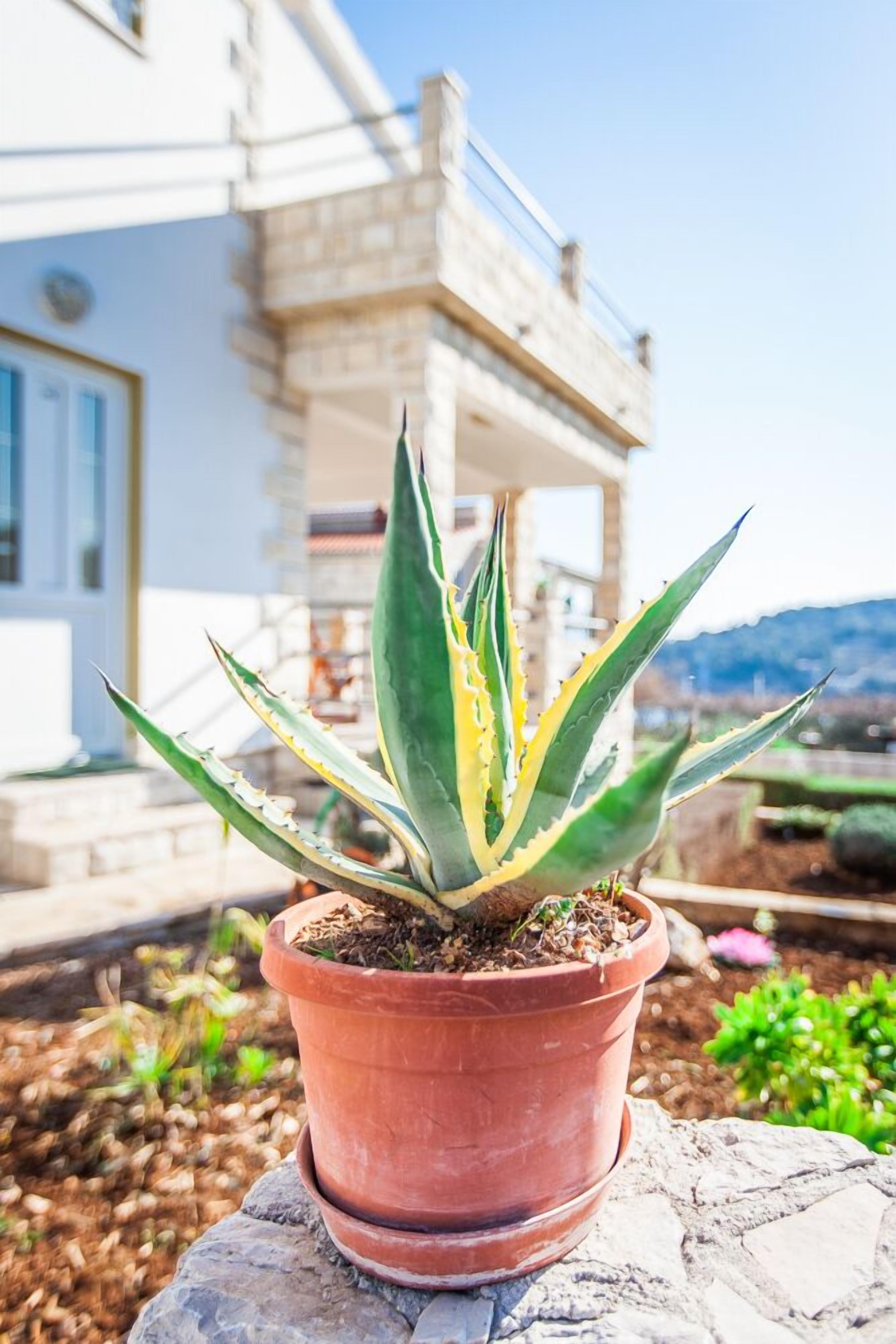 A potted agave plant on a stone ledge with a white building in the background.