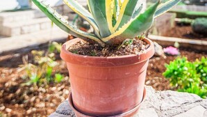 A potted agave plant on a stone ledge with a white building in the background. - Apartments Irene's Place (Solta)