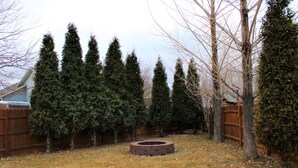 A backyard with a wooden fence, a circular fire pit, and tall evergreen trees. - Large, comfortable home in Pocatello (Pocatello)