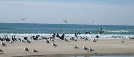 Beach nearby, beach towels