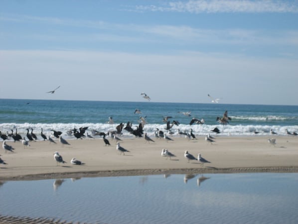 Nära stranden och strandhanddukar