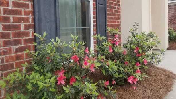 Een bakstenen gebouw met een raam en een kleine tuin met roze bloemen.