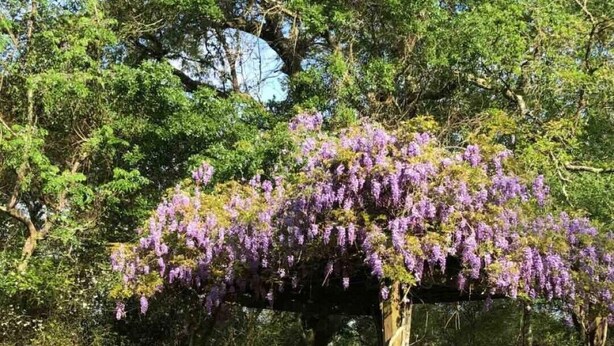 Un jardin agrémenté d’une pergola recouverte de fleurs violettes, d’un banc et d’une pelouse bien entretenue.