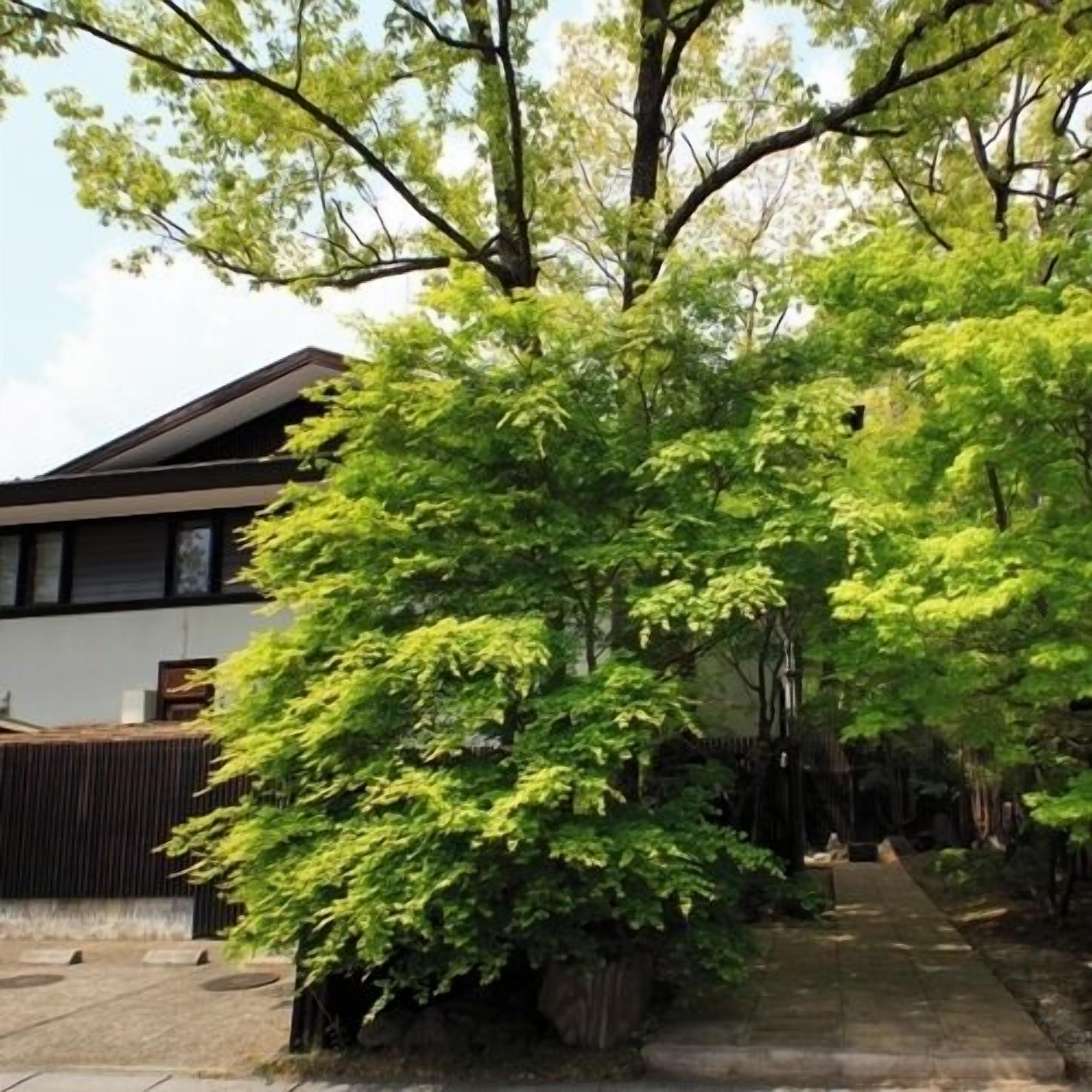 A building with a modern architectural style, a paved pathway, and a large tree in the foreground.