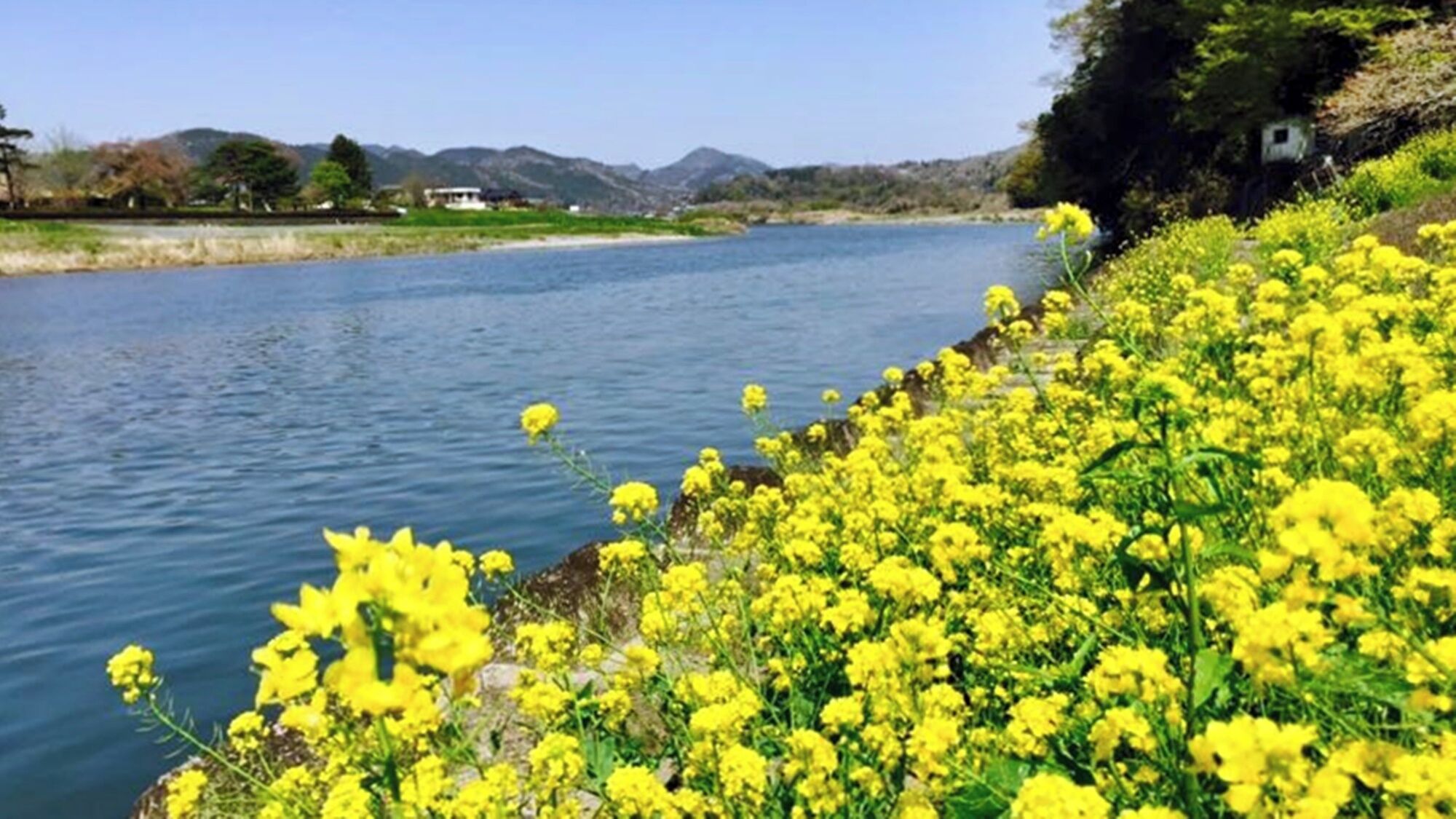 A river with yellow flowers along the bank and mountains in the background.