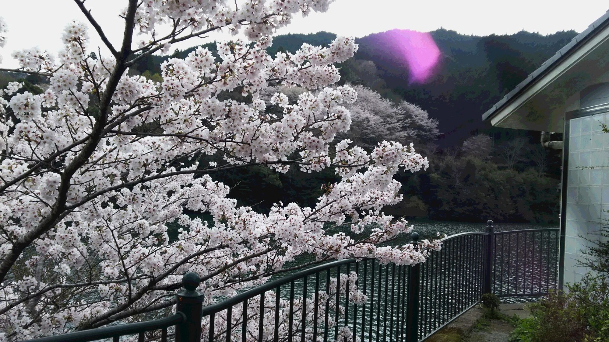 Un cerezo en flor con un río y montañas al fondo.