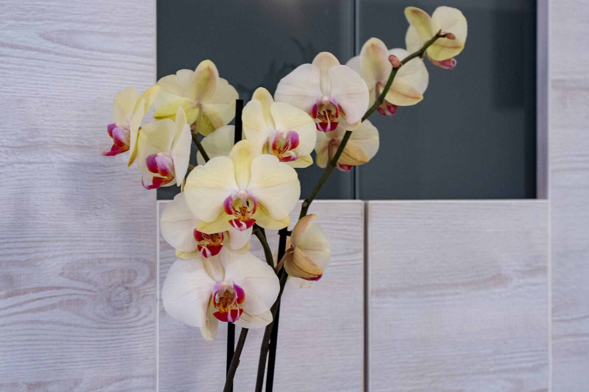 A bouquet of white orchids with red centers, placed against a light wooden background.