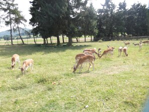 Uklassifisert bilde, 4 av 22, knapp