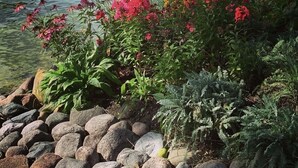 Un muelle a orillas del lago con un bote, rodeado de rocas y plantas florecientes.