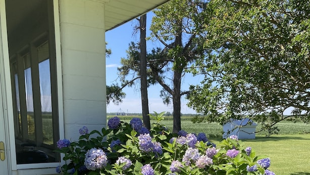 A hydrangea bush with purple flowers in front of a white building with a window. - 3bd, 1ba across from Pocosin Lakes Wildlife Refuge (Pantego)