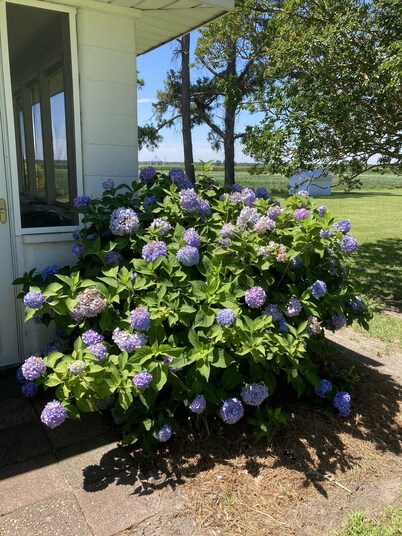 3bd, 1ba across from Pocosin Lakes Wildlife Refuge