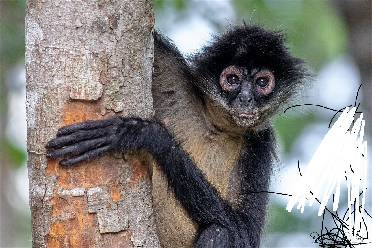 Um macaco agarrado ao tronco de uma árvore.
