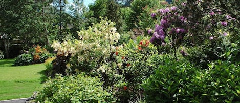 Un exuberante jardín con diversas plantas y árboles florecientes, un camino pavimentado y montañas al fondo.
