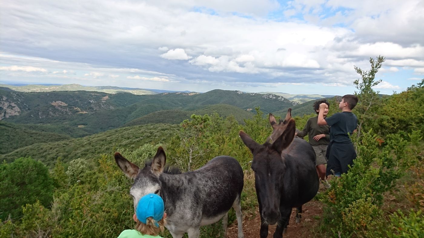 Paesaggio collinare con due asini e persone.