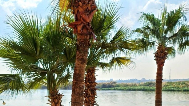 A table set with a variety of foods and drinks, overlooking a body of water with palm trees in the background. - Jewel Maadi Cabins and Club (Cairo)