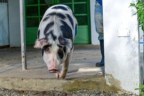 Enceinte de l’hébergement