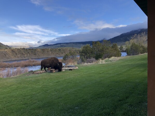 A grassy field with a large bison grazing near a river, surrounded by hills and trees. - BISON HALLOW on the YELLOWSTONE RIVERFRONT (Gardiner)