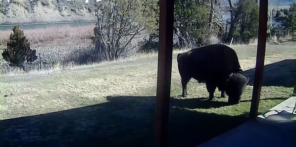 A cow grazing in a grassy field with a body of water and trees in the background. - BISON HALLOW on the YELLOWSTONE RIVERFRONT (Gardiner)