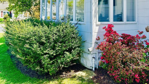 A white house with a large bay window, surrounded by green shrubs and pink flowering plants. - Classic Beach Cottage In Town (Rehoboth Beach)