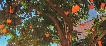 L'Arancio apartment