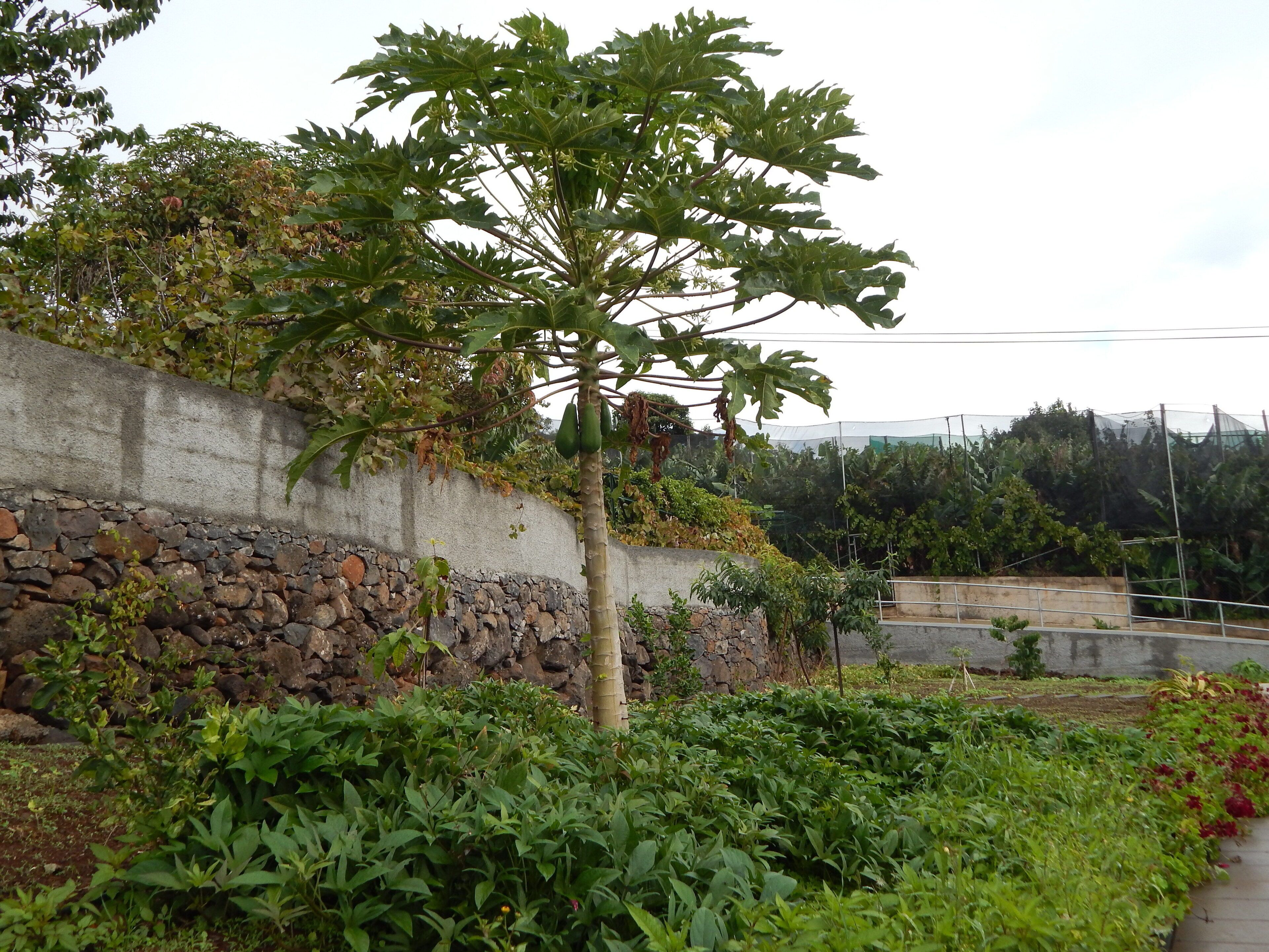 A garden with a variety of plants and a stone wall.