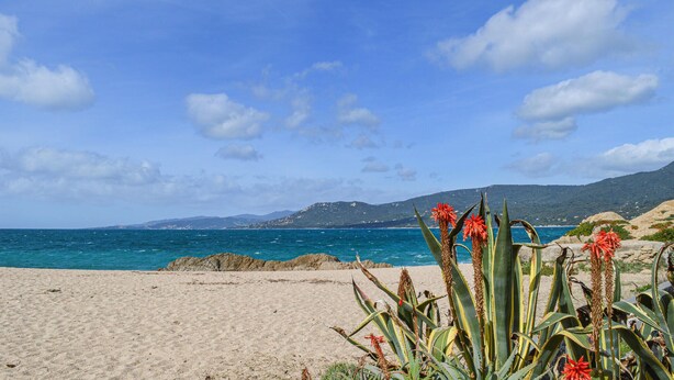 Una spiaggia con acque cristalline blu, una costa sabbiosa e vegetazione verde.